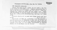 Wuestneia chrysostroma image